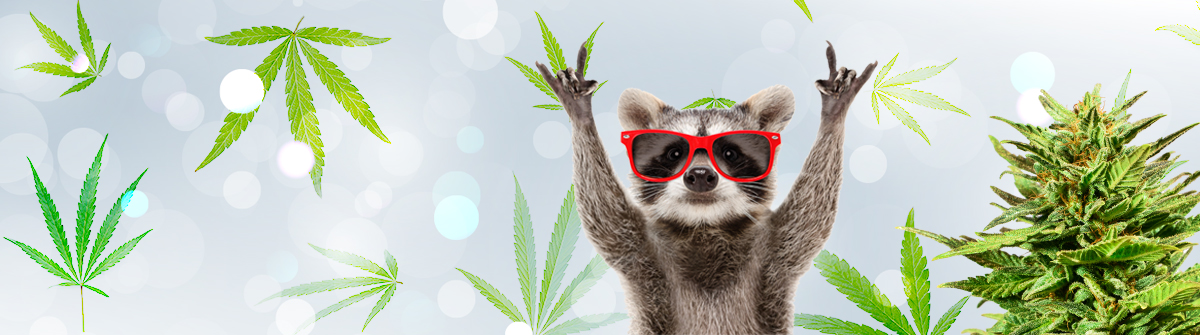 Cannabis Seeds Alberta A Comprehensive Guide Cannabis Seeds Alberta A Comprehensive Guide